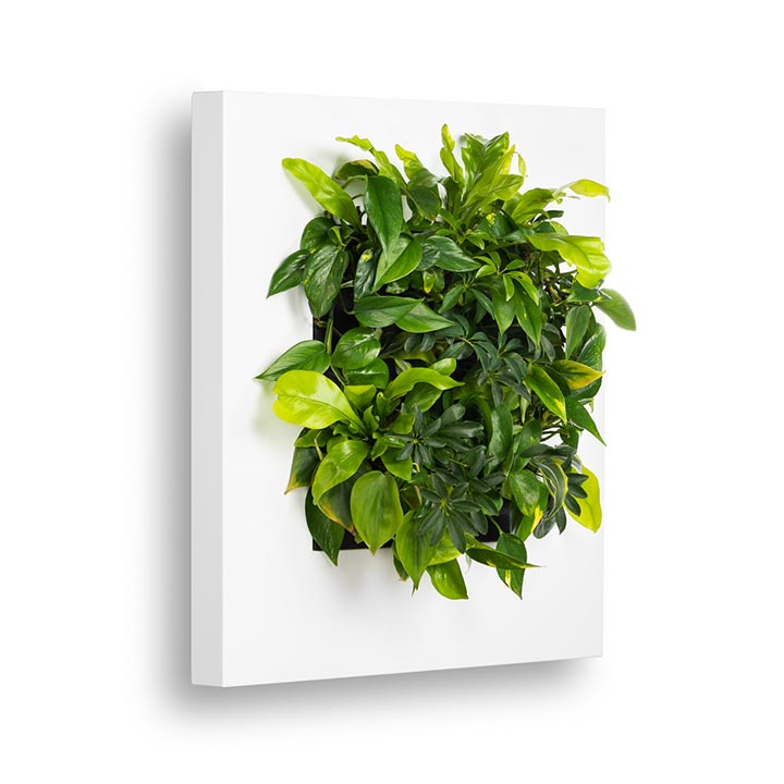 Greenlike levend plant schilderij verticaal groen