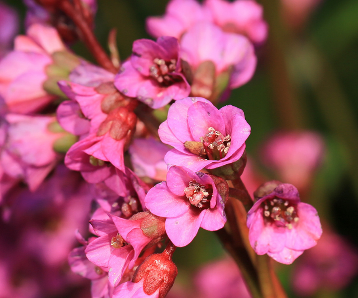 Bergenia-ouverture-eroica Bergenia ouverture Eroica LivePicture GO