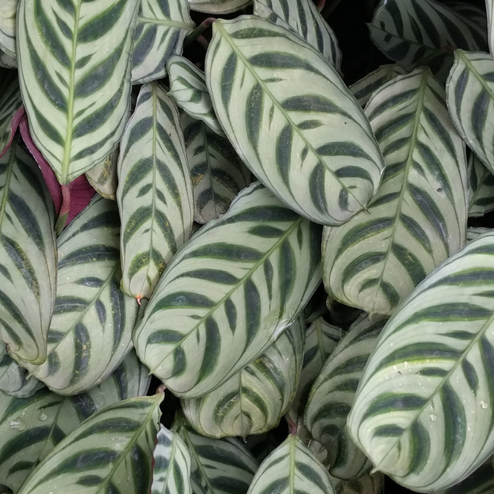 Ctenanthe Burle- Marxii Calathea amabilis LivePicture GO