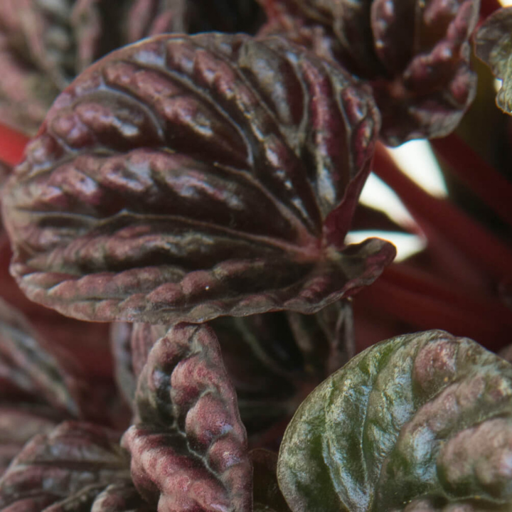 Peperomia caperata Schumi Red LivePicture GO