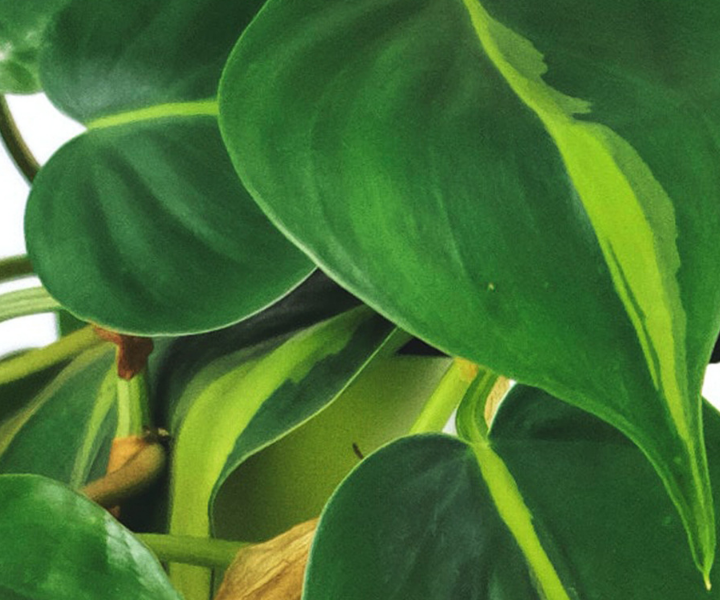 Philodendron-Scandens-Brazil Philodendron Scandens Brazil LivePicture GO