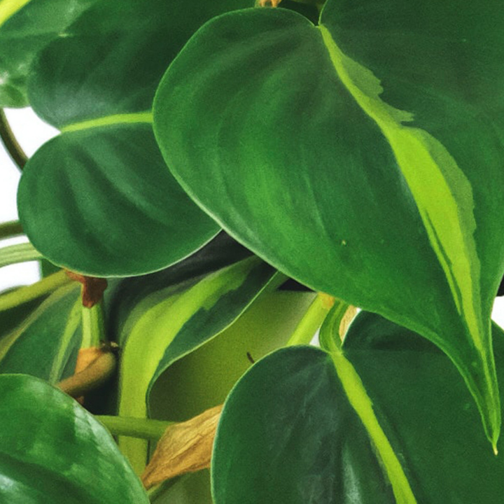 Philodendron Scandens Brazil LivePicture GO
