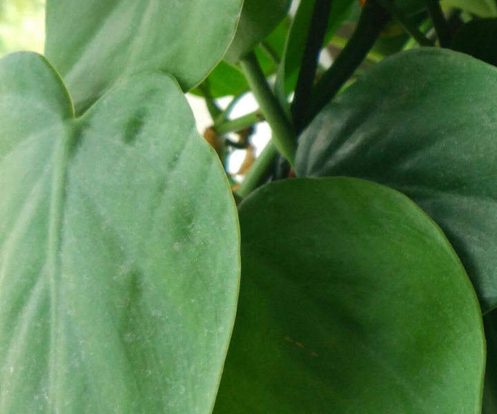 Philodendron scandens LivePicture GO