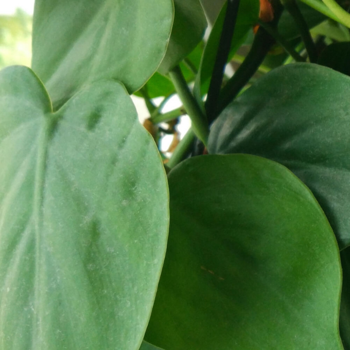 Philodendron scandens LivePicture GO