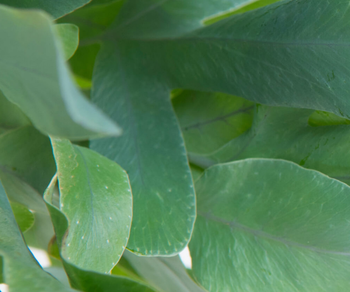 Phlebodium-aureum-Blue-Star Phlebodium aureum Blue Star LivePicture GO