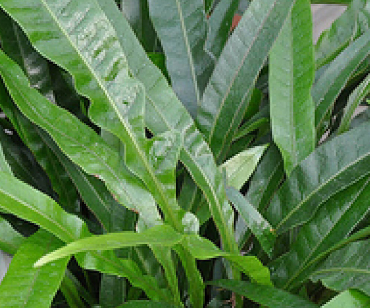aglaomorpha-coronans-snake-leaf aglaomorpha coronans snake leaf