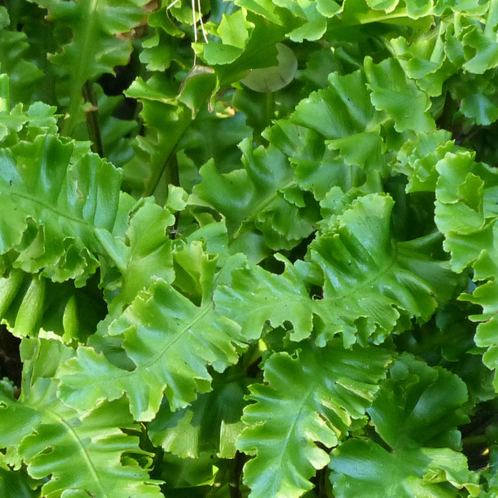 asplenium scolopendrium N-E