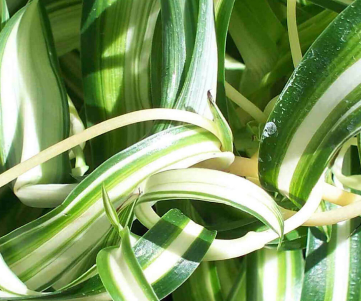 chlorophytum-comosum-bonnie chlorophytum comosum bonnie