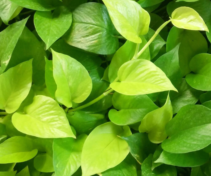 epipremnum-aureum epipremnum aureum