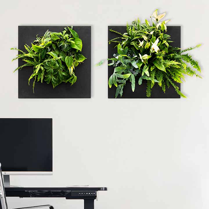 groene wand binnen levend planten schilderij