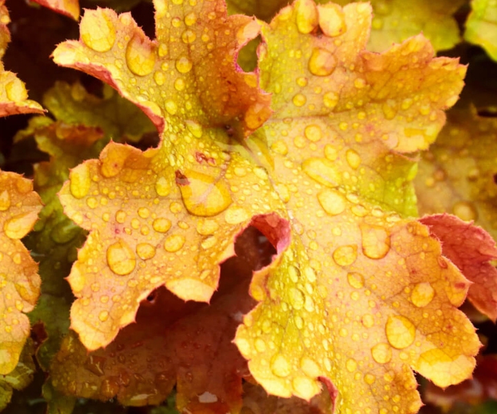 heuchera-marmalade-S-W-E heuchera marmalade S-W-E