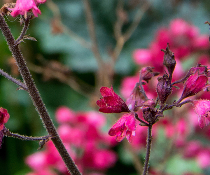 heuchera-paris-S-W-E heuchera paris S-W-E