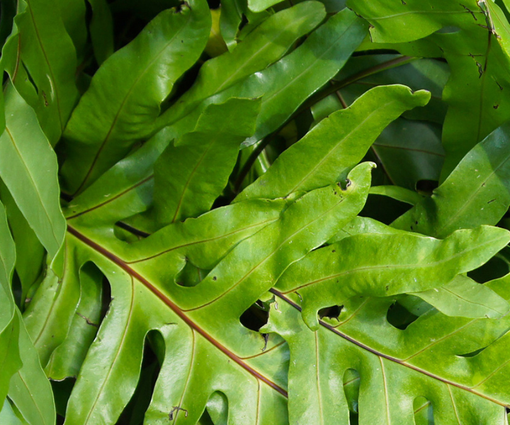 microsorum-diversifolium microsorum diversifolium