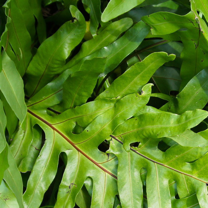 microsorum diversifolium