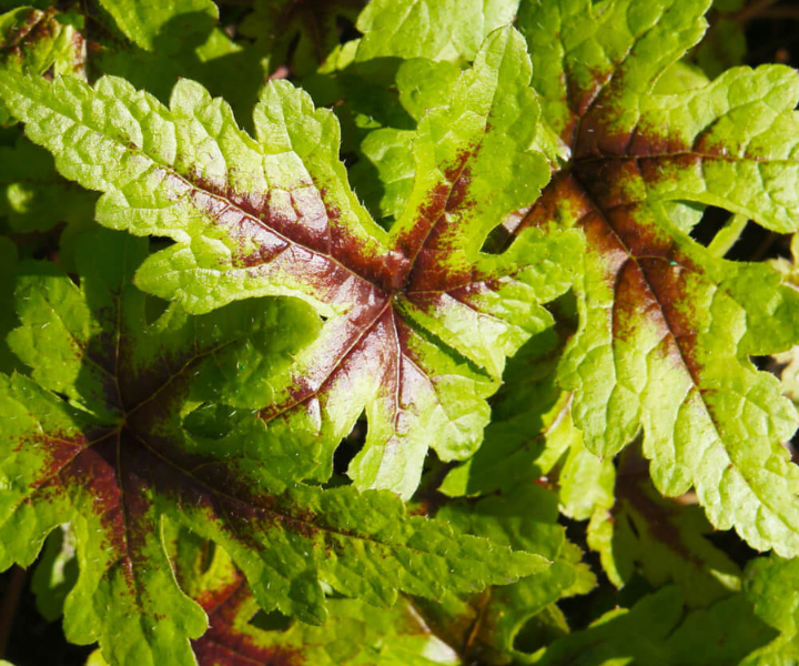 tiarella-braveheart-S-W-E tiarella braveheart S-W-E