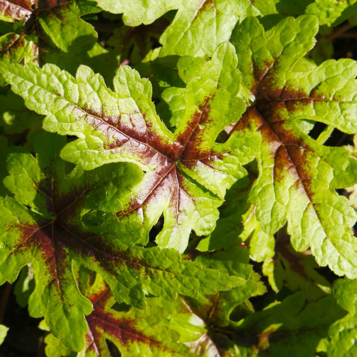 tiarella braveheart S-W-E