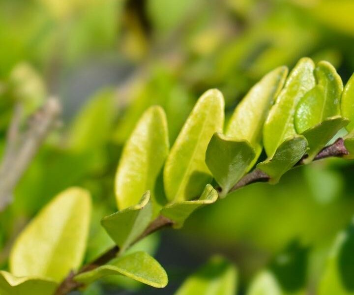 Lonicera-nitida-maigrun Lonicera Nitida Maigrun