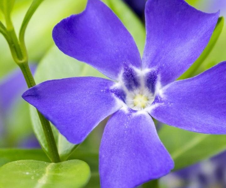 vinca-minor Vinca Minor