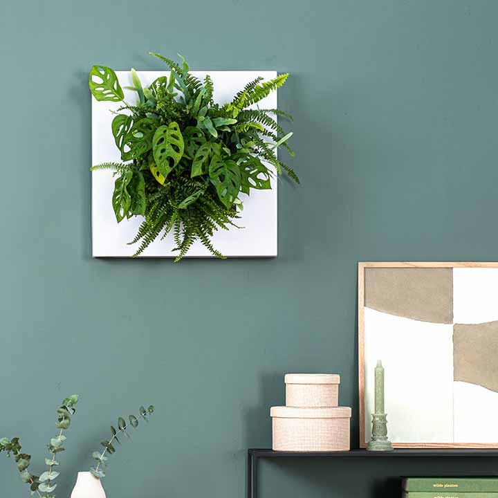 Planten-aan-de-muur-met-LivePicture-GO-Mobilane planten aan de muur