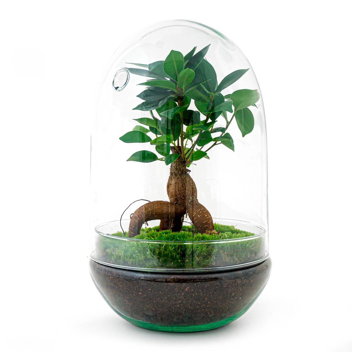 Planten terrarium