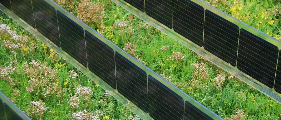 Verticale zonnepanelen op sedumdak